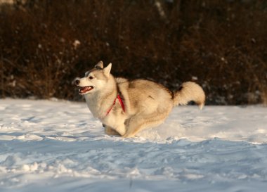 Siberian dış yapraklar