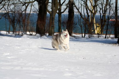 Siberian dış yapraklar