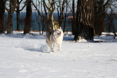 Siberian dış yapraklar