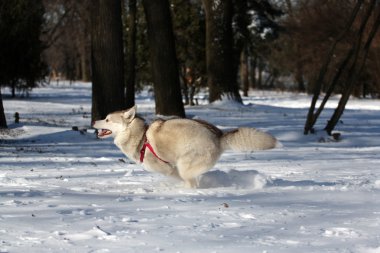 Siberian dış yapraklar