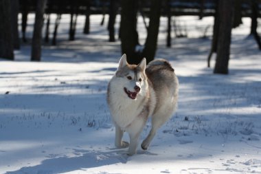 Siberian dış yapraklar