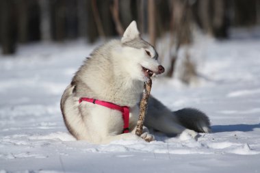 Siberian dış yapraklar