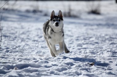 Siberian dış yapraklar