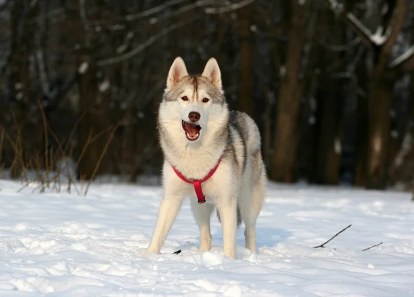 Siberian husky — Stock Photo, Image