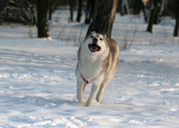 Husky siberian — Fotografie, imagine de stoc