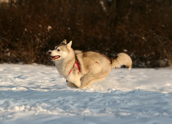 Siberische husky — Stockfoto