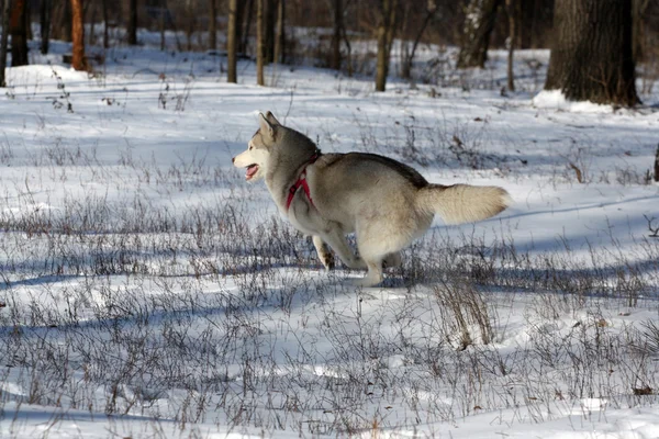 Sibiřský husky — Stock fotografie