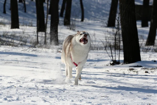西伯利亚雪橇犬 — 图库照片