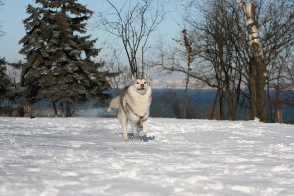 Siberian husky — Stock Photo, Image
