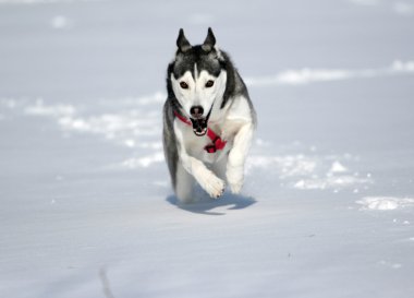 Sibirya husky karda koşma