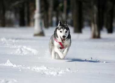 Sibirya husky karda koşma