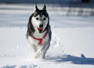 Sibirya husky karda koşma