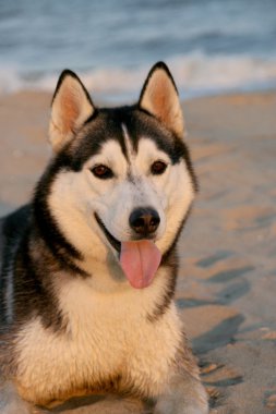 Portrait of siberian husky in summer clipart