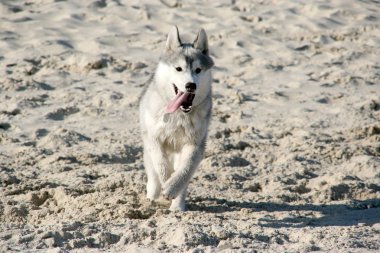 Sibirya hasky Beach'te çalışan