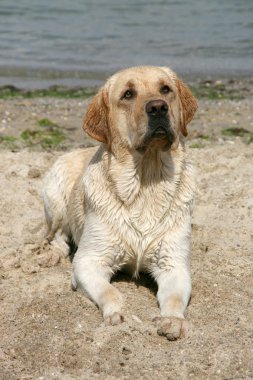 labrador retriever portresi