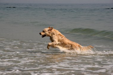 Retriever running on the sea clipart