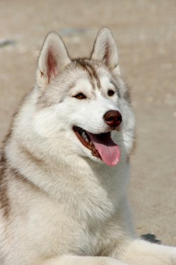 Portrait of siberian husky clipart