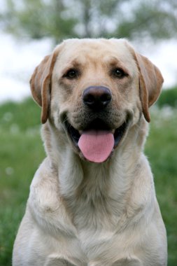 labrador retriever portresi