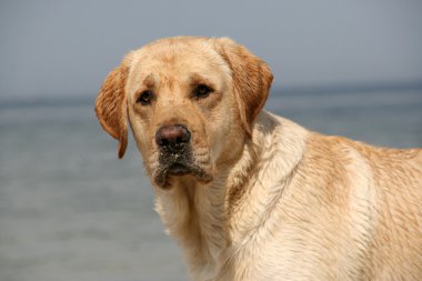 labrador retriever portresi