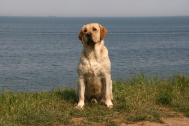 labrador retriever portresi