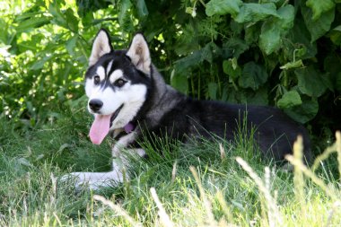 Sibirya Husky 'nin Portresi