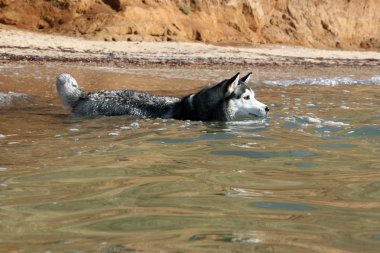 Siberian Hasky bathing in the sea clipart