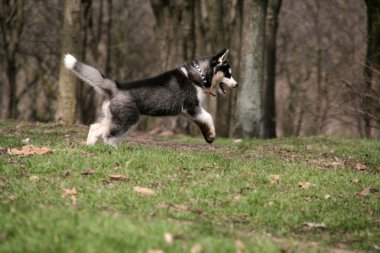 Sibirya husky çimenlerin üzerinde çalışan