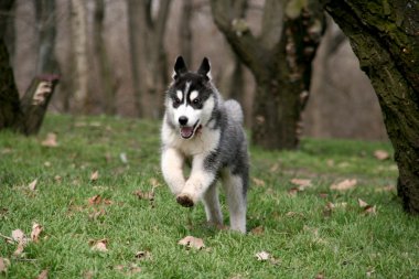 Sibirya husky çimenlerin üzerinde çalışan