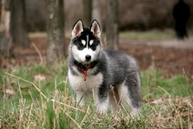 Sibirya Husky 'nin Portresi