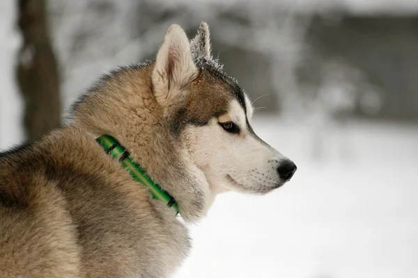 Portrait of siberian husky in winter — Stock Photo, Image
