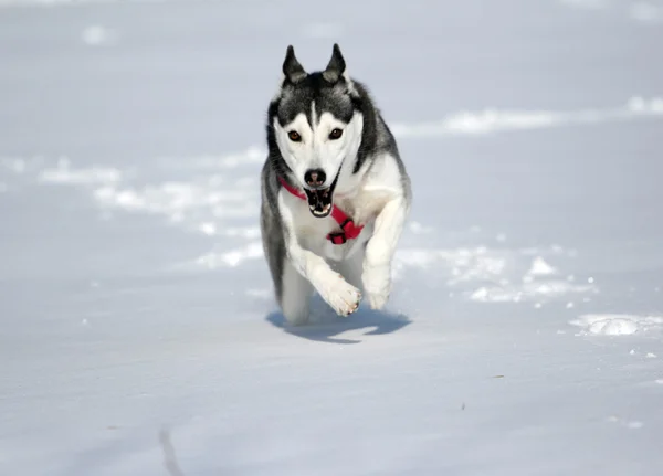 Husky siberiano corriendo en la nieve — Foto de Stock