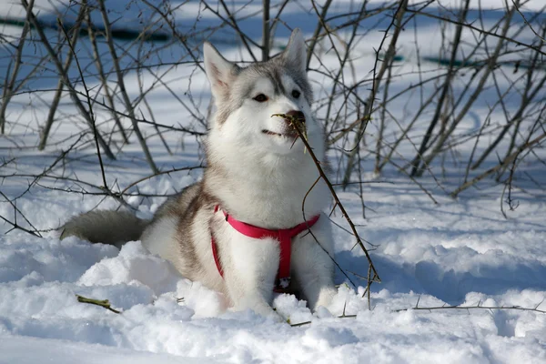 Portret van Siberische husky in de winter — Stockfoto