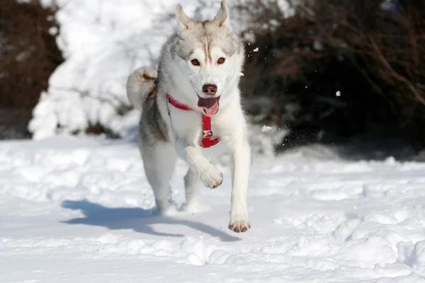 Siberian husky running in snow — Stock Photo, Image