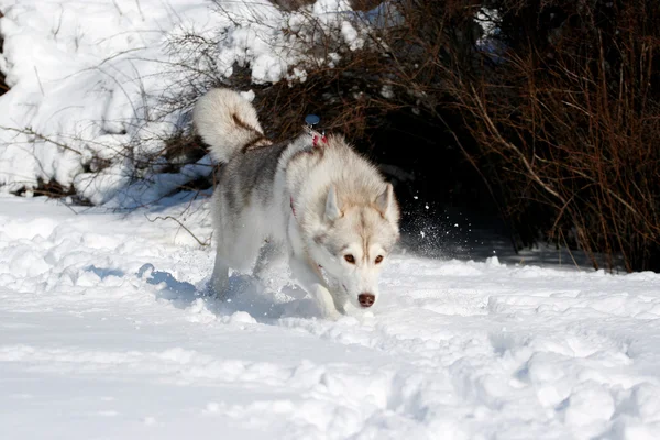 Casca siberiana correndo na neve — Fotografia de Stock