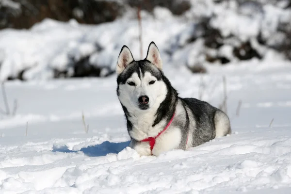 西伯利亚雪橇犬在冬天的肖像 — 图库照片