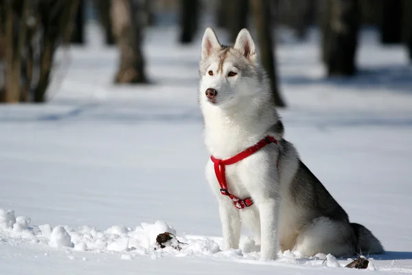 Porträtt av siberian husky i vinter — Stockfoto