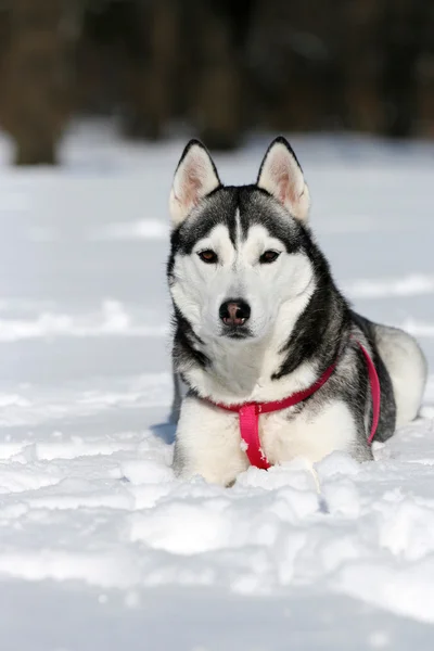 Ritratto di husky siberiano in inverno — Foto Stock