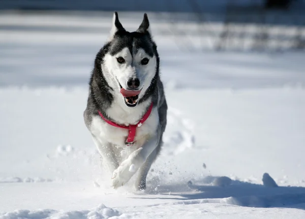 Siberian Husky läuft im Schnee — Stockfoto