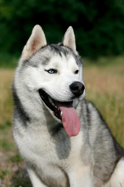 Retrato de husky siberiano no verão — Fotografia de Stock