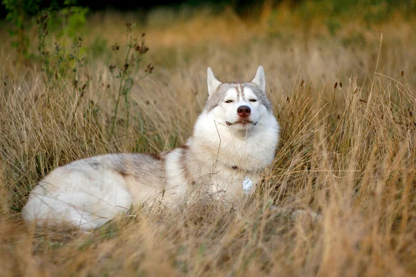 Portrait of siberian husky in summer — Stock Photo, Image