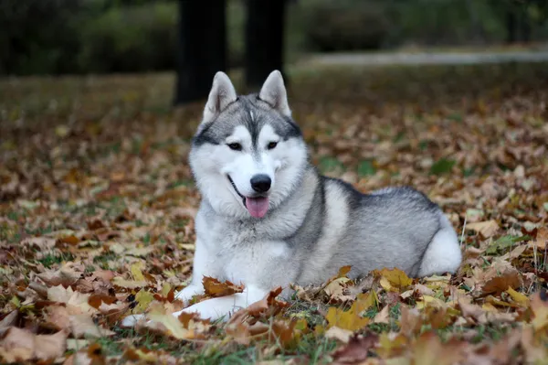 Porträt des sibirischen Huskys im Herbst — Stockfoto