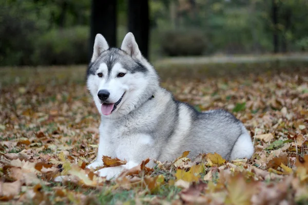 Retrato de husky siberiano no outono — Fotografia de Stock