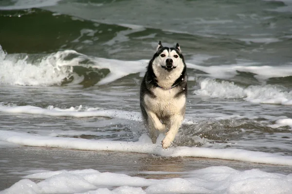 Husky läuft auf dem Meer — Stockfoto