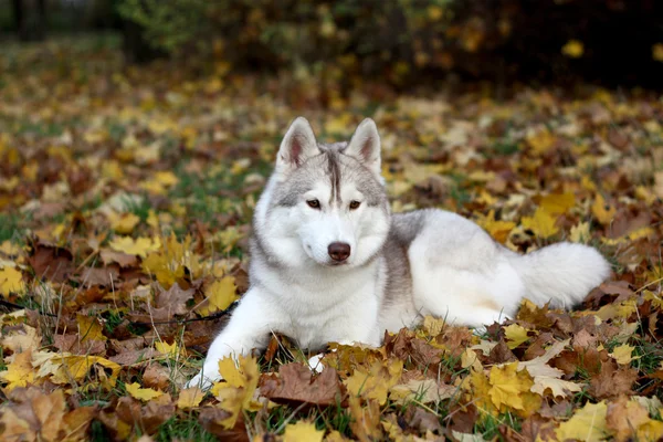 Portrait of siberian husky in autumn — Stock Photo, Image