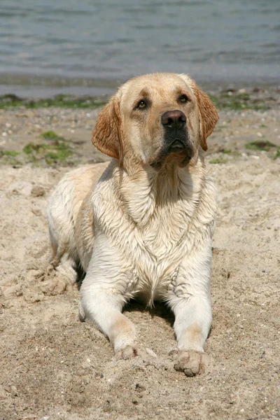 stock image Portrait of labrador retriever