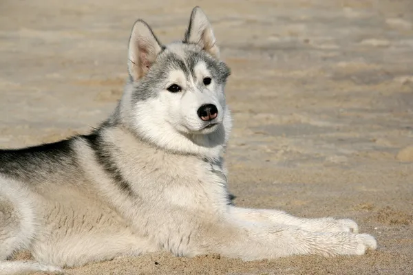 Retrato de cachorro husky siberiano — Foto de Stock