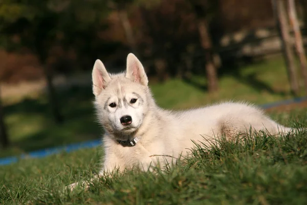 Портрет сибирского щенка хаски — стоковое фото