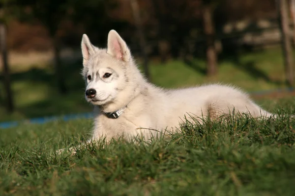 Ritratto di cucciolo husky siberiano — Foto Stock