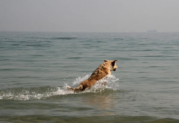 Retriever corriendo en el mar —  Fotos de Stock