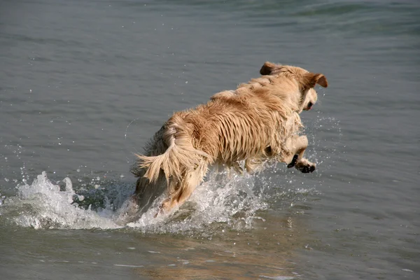 Retriever running on the sea — Stock Photo, Image